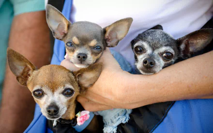 HD PC desktop wallpaper featuring three adorable chihuahuas being gently held, showcasing their distinct expressions and charming personalities.