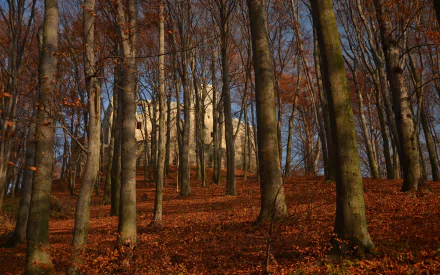 HD PC desktop wallpaper background showing man-made Lipowiec Castle rising through a bare-beech autumn forest, pale stone fortress framed by tall trunks and a clear blue sky.