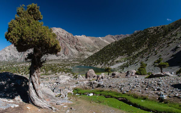 HD desktop wallpaper featuring a twisted tree in a rocky mountainous landscape under a clear blue sky, showcasing nature's rugged beauty.