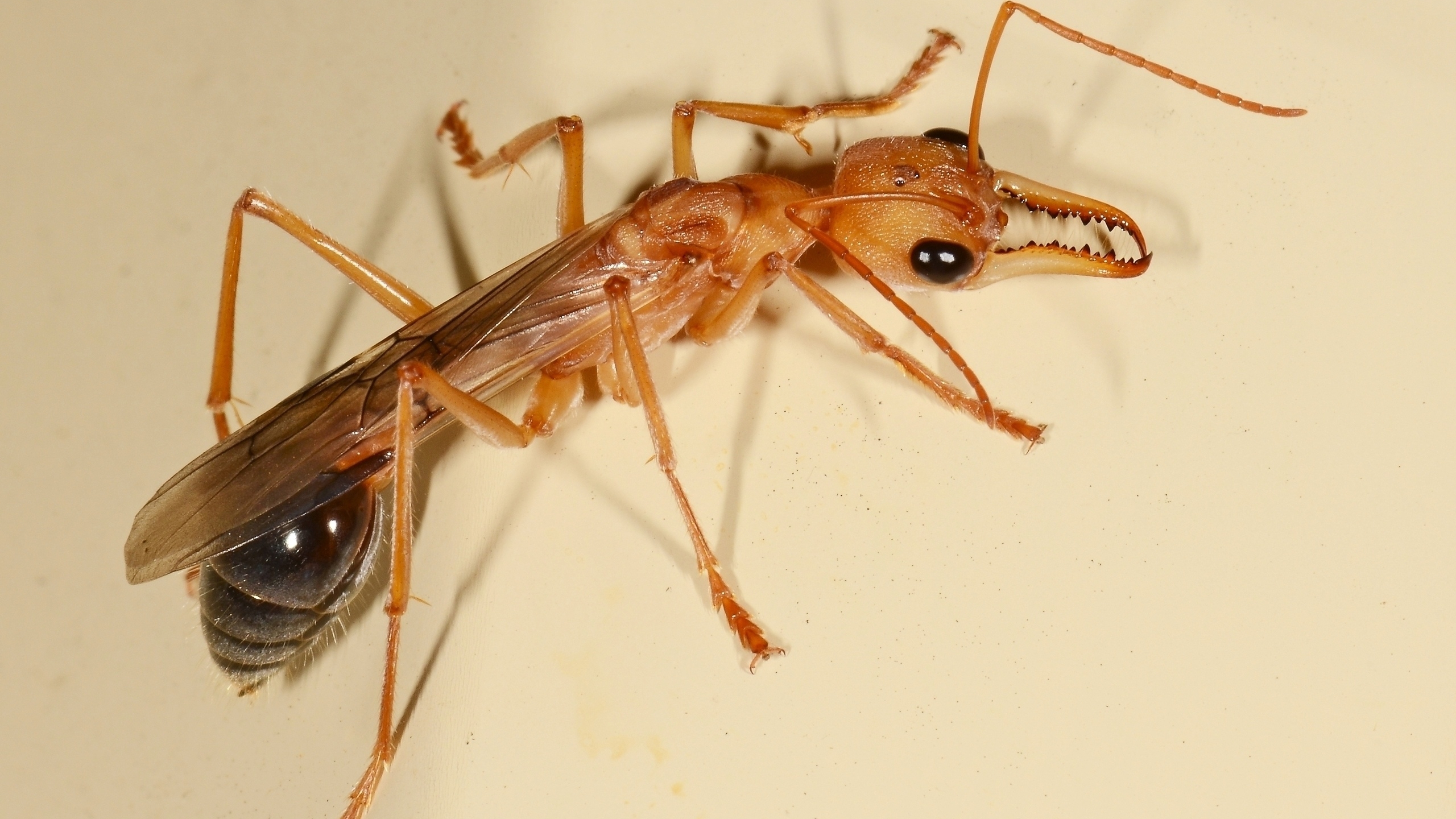 Animal Insect HD Wallpaper