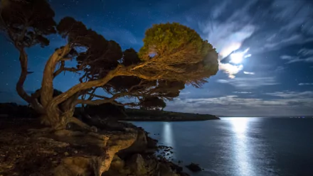 HD PC desktop wallpaper/background: nature scene of a gnarled twisted tree on a rocky shore under a moonlit sky, moonlight reflecting on the calm sea.