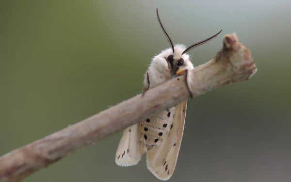 Animal moth HD Desktop Wallpaper | Background Image