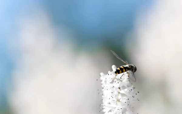 bee Animal hoverfly HD Desktop Wallpaper | Background Image