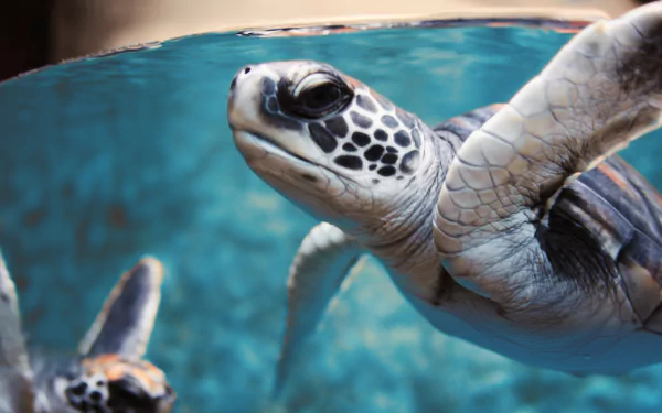 Close-up of a sea turtle gliding through turquoise water, detailed shell and flippers — 4K Ultra HD PC desktop wallpaper and background.