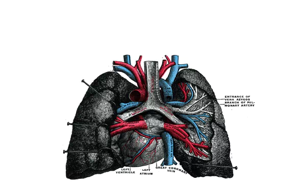 artistic anatomy HD Desktop Wallpaper | Background Image
