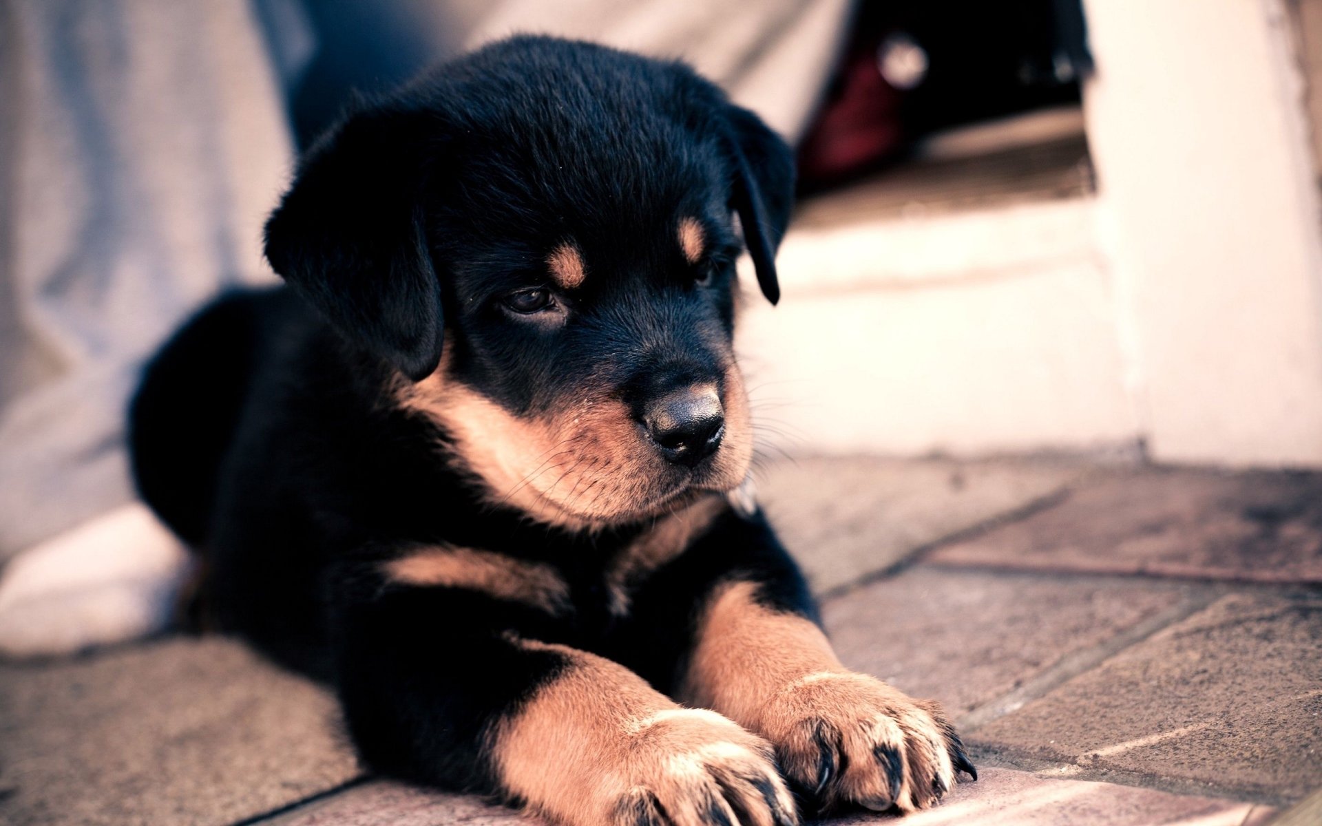 HD wallpaper featuring a cute Rottweiler puppy lying on tiled flooring, gazing thoughtfully.