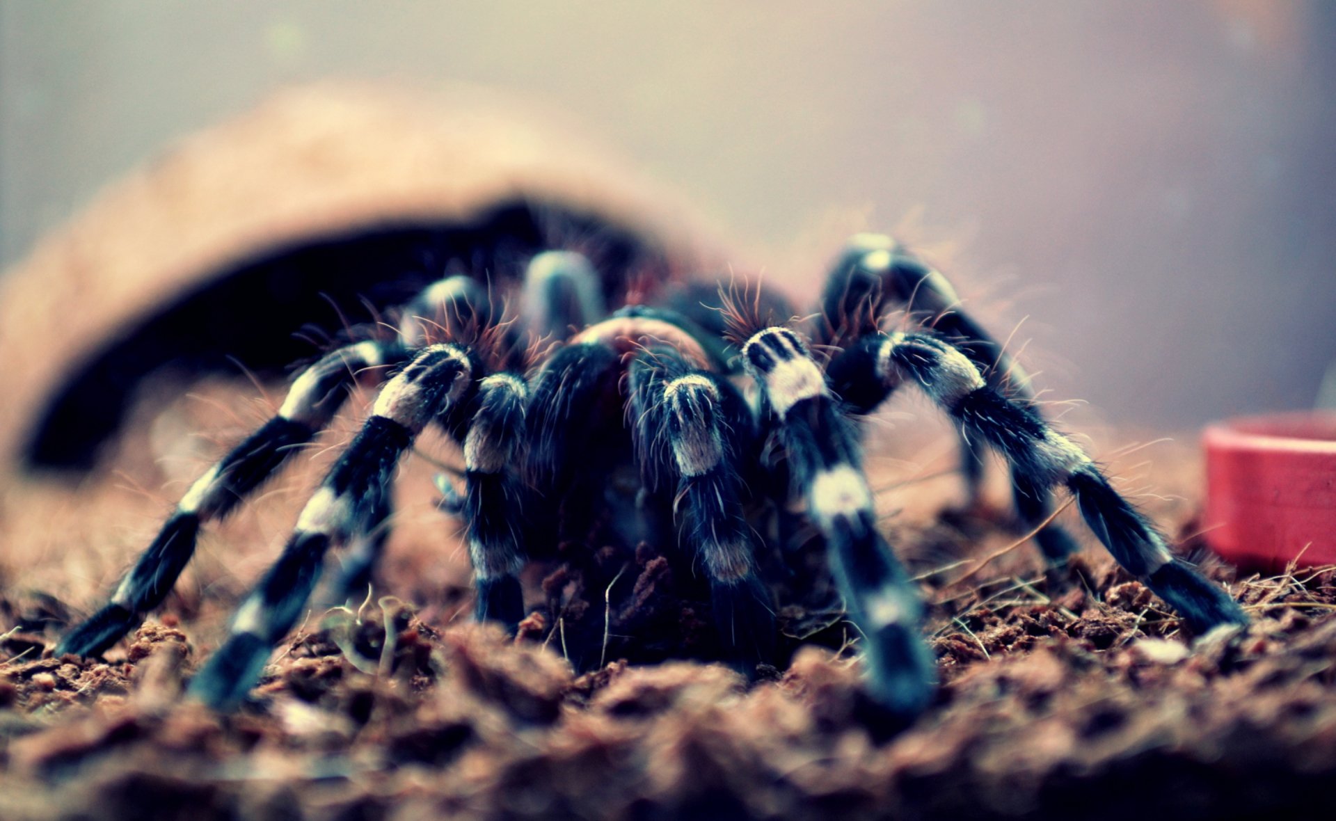 spider Wallpaper and Background Image | 1366x768 | ID:498969