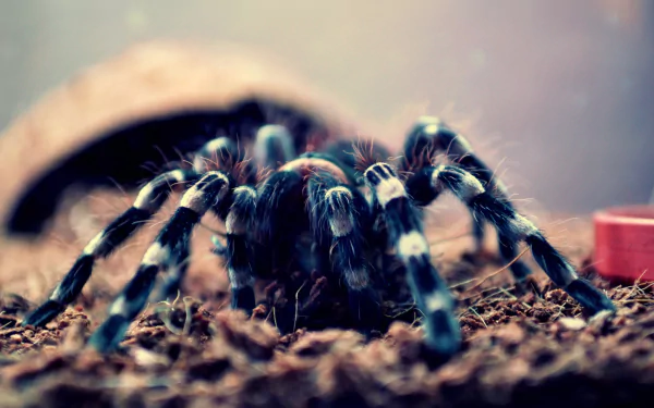 spider Animal tarantula HD Desktop Wallpaper | Background Image