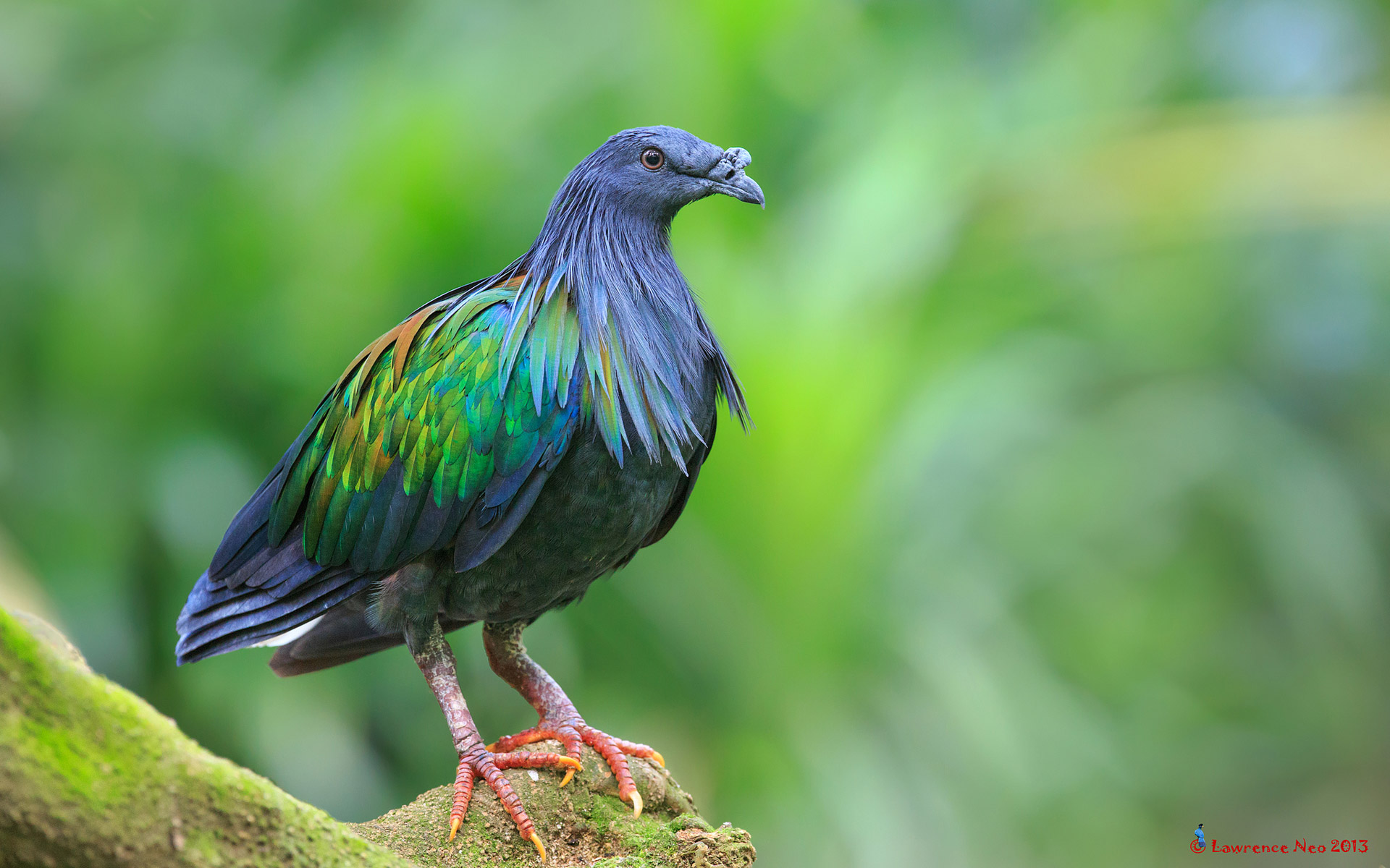 Nicobar Pigeon HD Wallpaper by lawrence neo