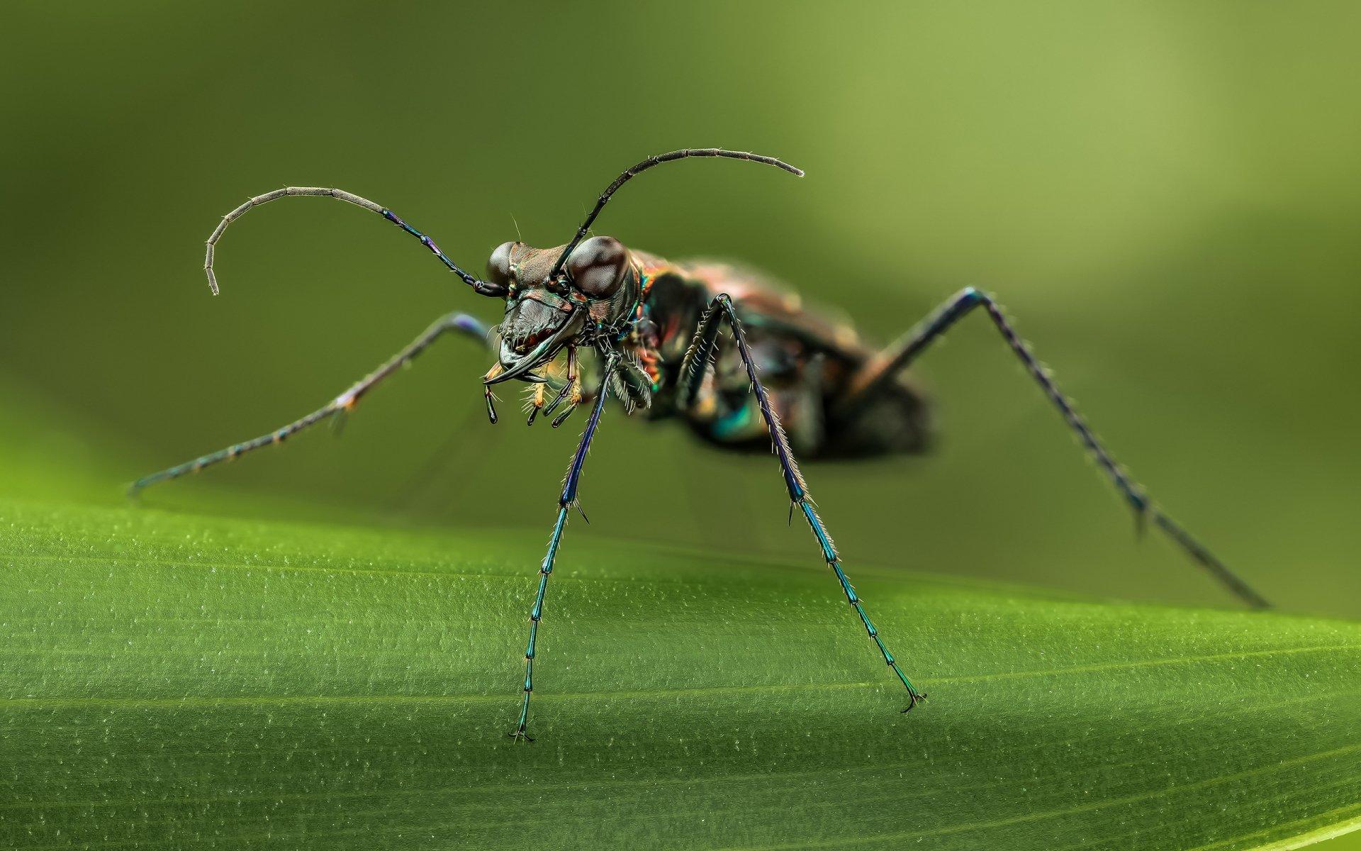 Insect HD Wallpaper