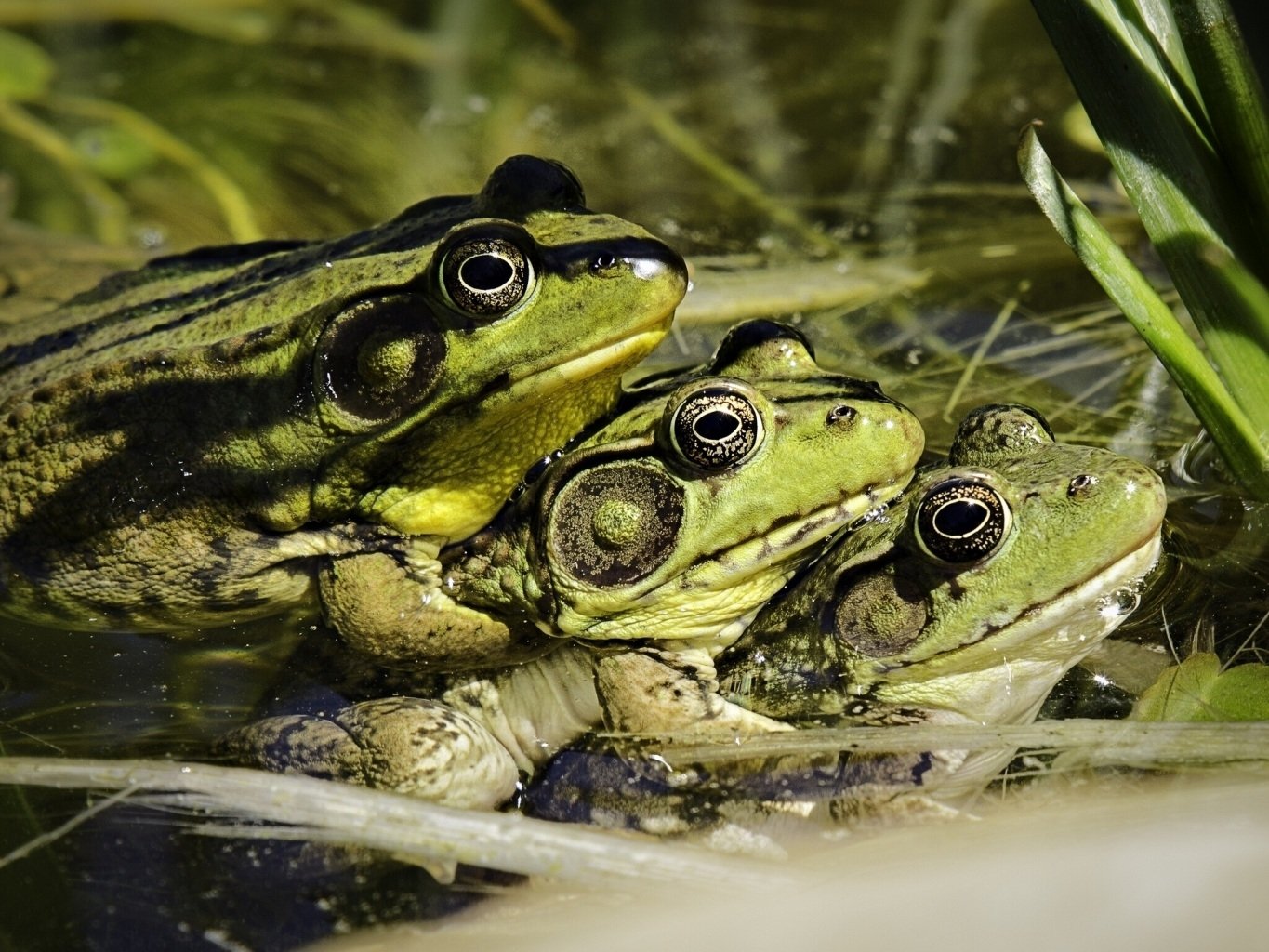 Download Animal Frog Wallpaper