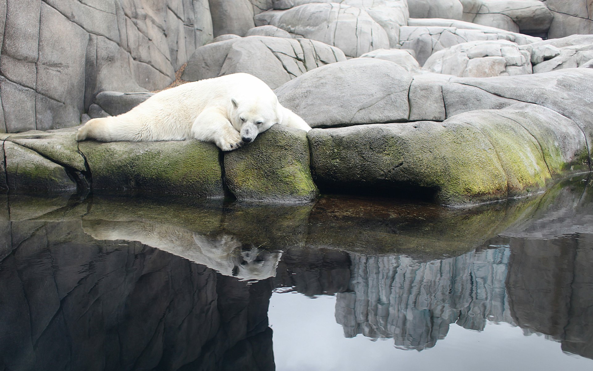 Download Bear Animal Polar Bear HD Wallpaper