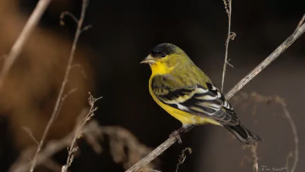 HD desktop wallpaper of a Lesser Goldfinch perched on a thin branch, showcasing its vibrant yellow and black feathers against a dark, blurred background.