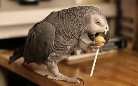 A vibrant African Grey Parrot perched on a wooden surface, holding a colorful ball and lollipop. This HD image makes for an engaging desktop wallpaper and background.