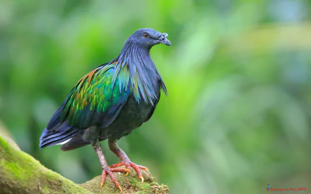 HD desktop wallpaper featuring a vibrant Nicobar pigeon perched on a mossy branch against a blurred green background.