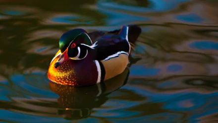 bird Animal wood duck HD Desktop Wallpaper | Background Image