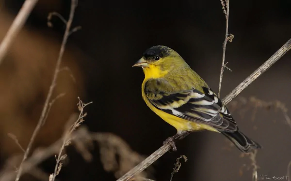 Lesser Goldfinch bird Animal goldfinch HD Desktop Wallpaper | Background Image
