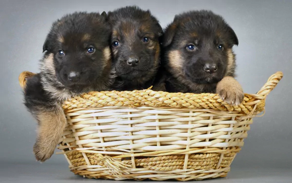 HD desktop wallpaper featuring three adorable German Shepherd puppies sitting in a wicker basket on a gray background.