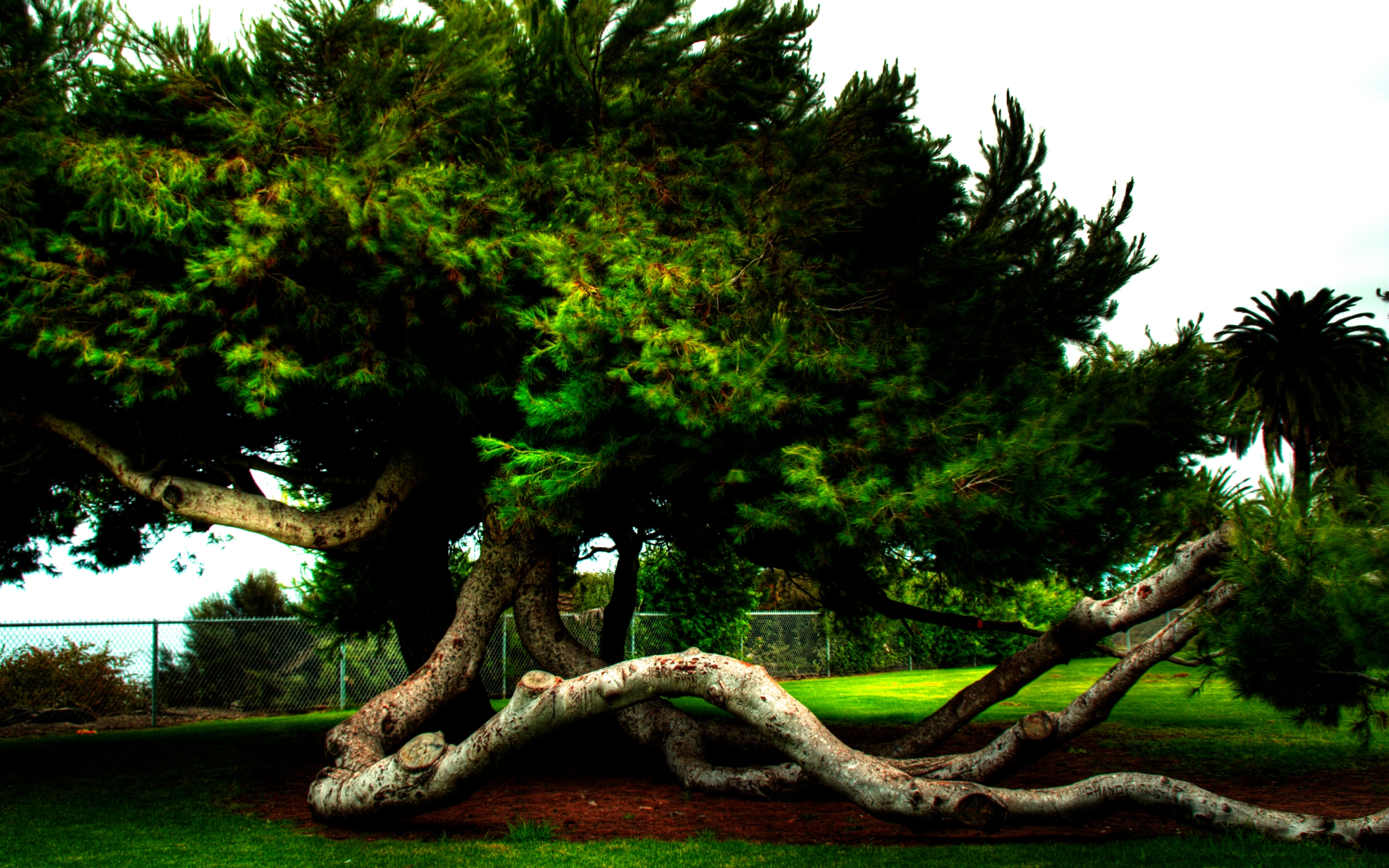 Nature Twisted Tree HD Wallpaper | Background Image