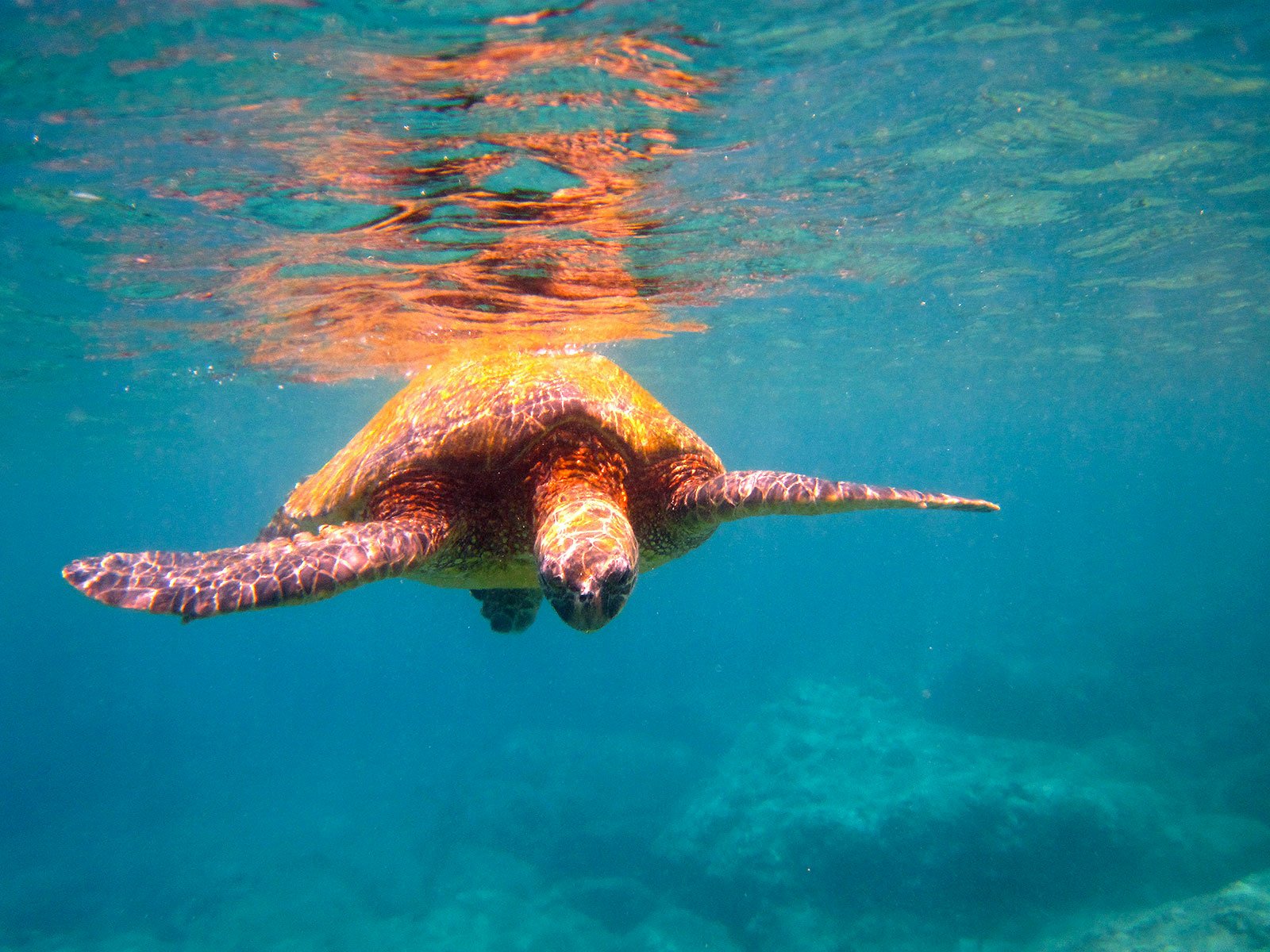HD PC desktop wallpaper of a sea turtle (turtle, animal) gliding toward the viewer under turquoise water with sunlit surface reflections.