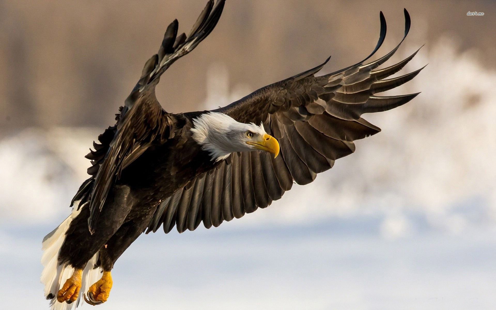 HD PC desktop wallpaper of a bald eagle (bird, animal) in mid-flight, wings spread over a soft snowy background.