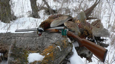 HD desktop wallpaper featuring a man-made shotgun resting on snow-covered logs with two pheasants, set in a winter forest environment.