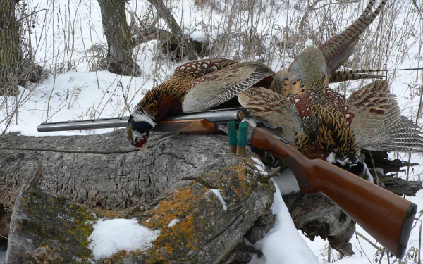HD desktop wallpaper featuring a man-made shotgun resting on snow-covered logs with two pheasants, set in a winter forest environment.
