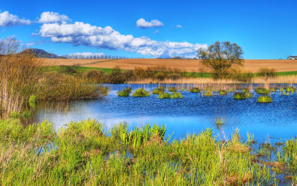  Swamp landscape