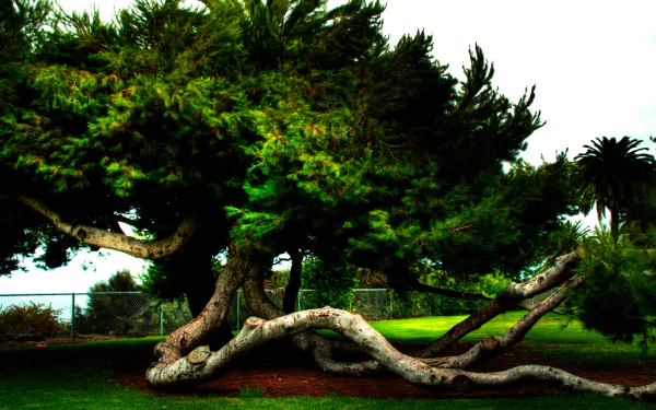 2K Quad HD PC desktop wallpaper and background: nature scene with a sprawling, twisted tree and lush green canopy over a grassy park.