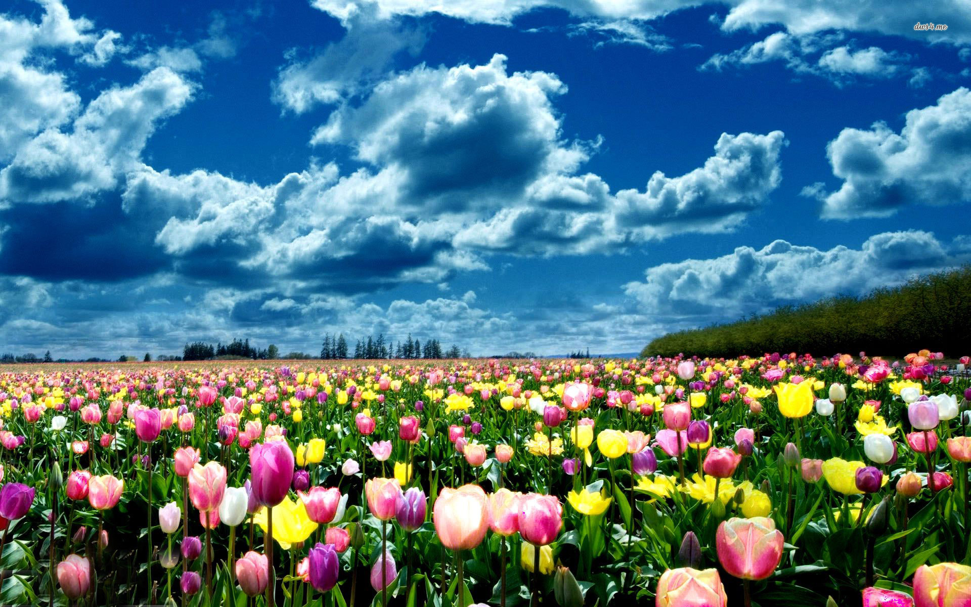 Download Flower Nature Tulip HD Wallpaper