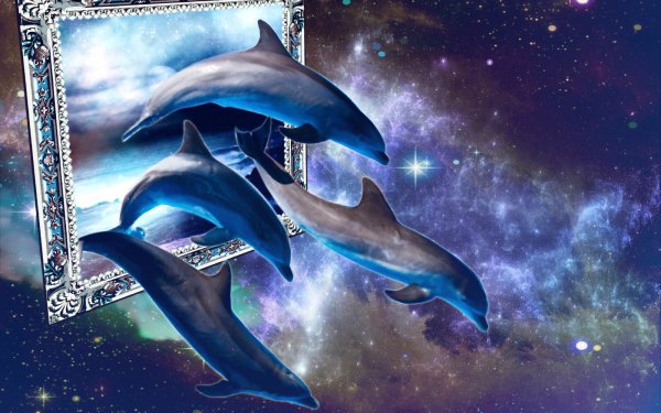 Animal Dolphin Fantasy Bottlenose Dolphin HD Wallpaper | Background Image
