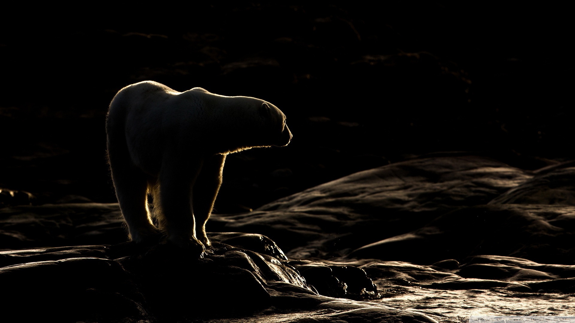 Animal Polar Bear HD Wallpaper | Background Image