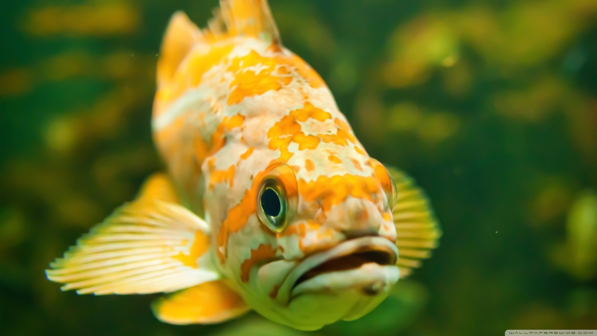 Animal Fish HD Wallpaper