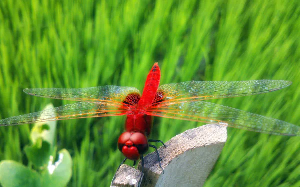 Animal dragonfly HD Desktop Wallpaper | Background Image