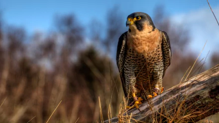  A Barbary Falcon