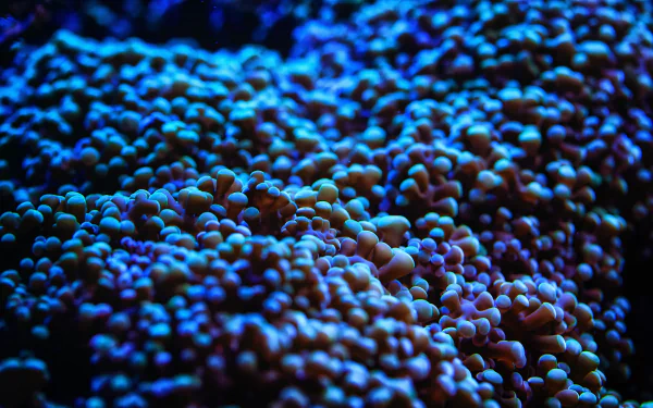 anemone Animal sea anemone HD Desktop Wallpaper | Background Image