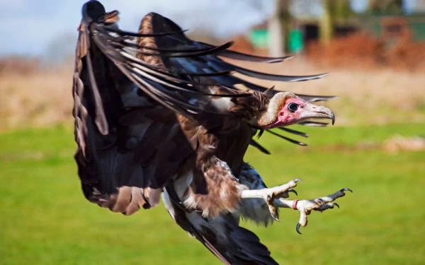 HD desktop wallpaper showing a vulture in mid-flight with wings spread over a blurred natural background.