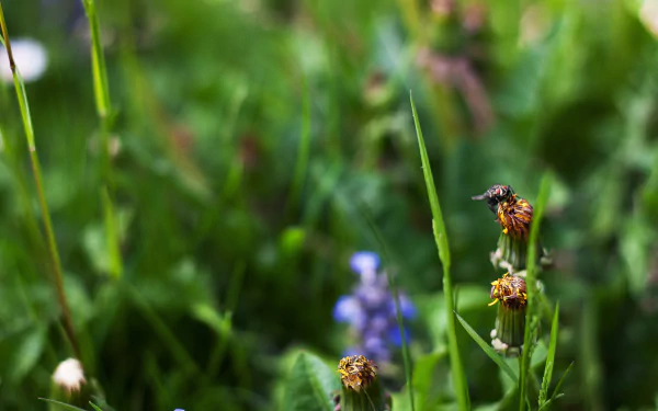 Animal fly HD Desktop Wallpaper | Background Image