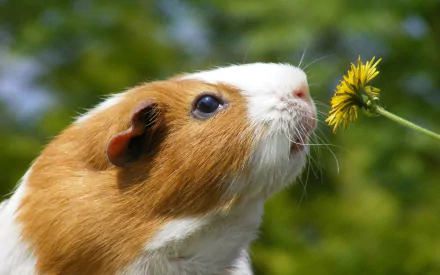 A close-up of a guinea pig sniffing a yellow flower, set against a blurred green background. This vibrant HD image makes a charming desktop wallpaper.