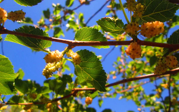 4K Ultra HD PC desktop wallpaper and background: sunlit branch with green leaves and clusters of yellow mulberries against a clear blue sky — nature, branch.