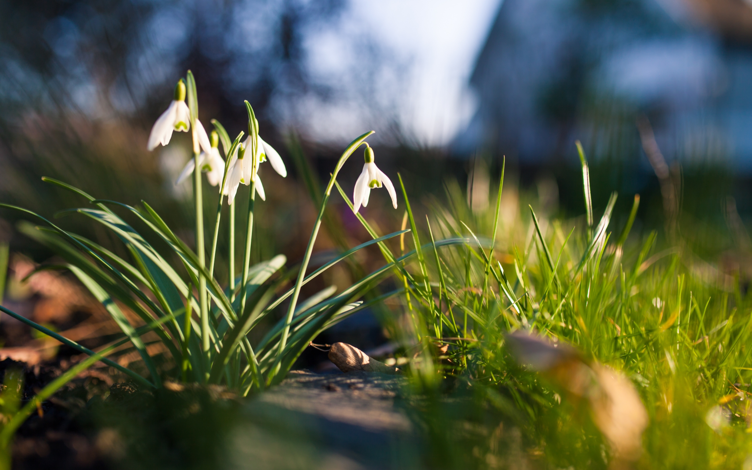 Nature Snowdrop HD Wallpaper