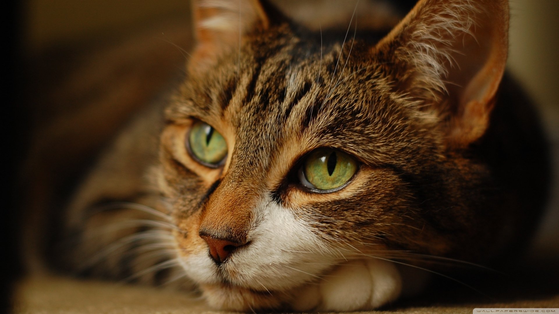 Close-up of a tabby cat with green eyes resting its head, captured in high definition for a PC desktop wallpaper and background.