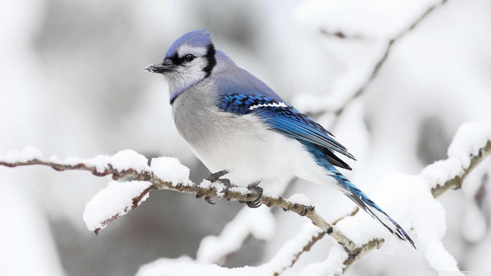 58 blue jay hd wallpapers background images wallpaper abyss 58 blue jay hd wallpapers background