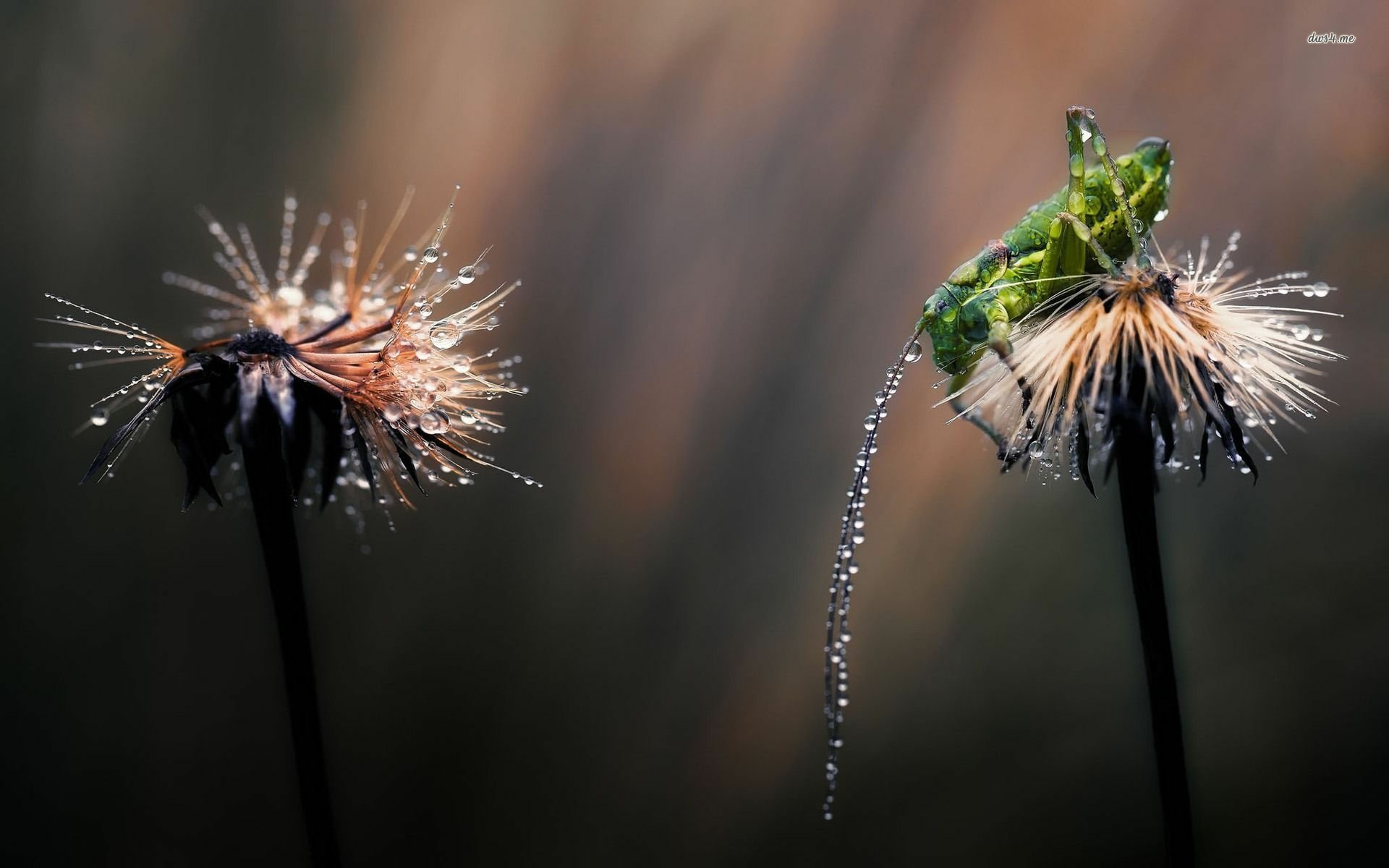 Download Animal Grasshopper HD Wallpaper