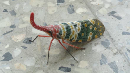 Animal lantern fly HD Desktop Wallpaper | Background Image