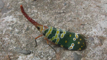 Animal lantern fly HD Desktop Wallpaper | Background Image