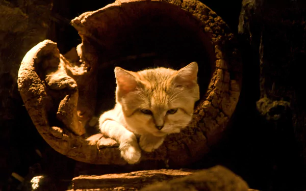 Animal sand cat HD Desktop Wallpaper | Background Image