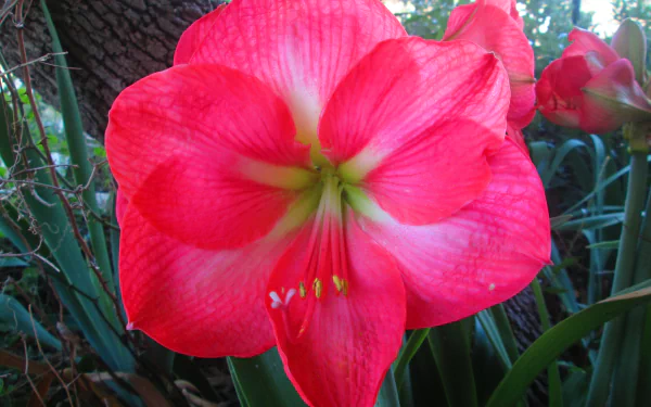 Vibrant red Amaryllis close-up with a green throat and surrounding foliage, a nature photograph presented as a 4K Ultra HD PC desktop wallpaper/background.