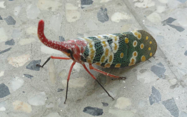 Animal lantern fly HD Desktop Wallpaper | Background Image