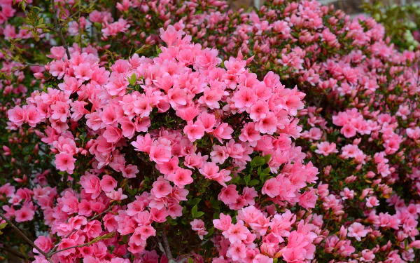 Vibrant pink azalea flowers in full bloom, showcasing lush greenery in a high-definition nature scene used as a PC desktop wallpaper and background.